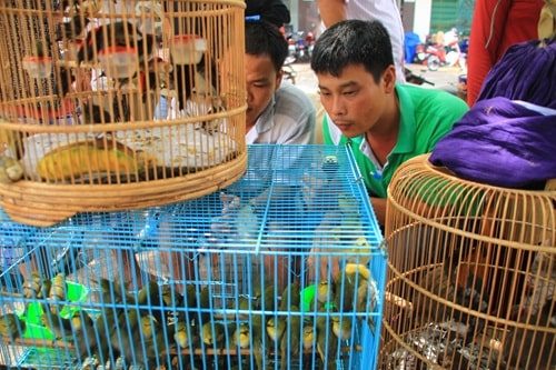Top 11 Cửa hàng mua bán chim cảnh TPHCM đẹp, giá rẻ nhất